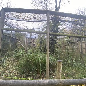 Blue-eyed black lemur enclosure