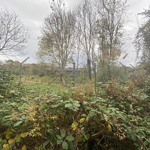 View of white-belted black and white-ruffed lemur walkthrough enclosure
