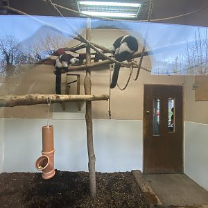 Indoor white-belted black and white-ruffed lemur enclosure