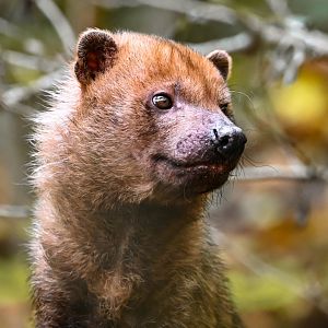 Bush dog