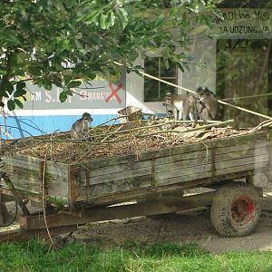 Magombera Monkey Forest, 2nd October 2025