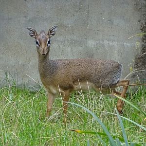 Kirk's Dik-Dik, 2nd October 2025