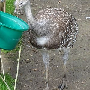 Darwin's Rhea, 2nd October 2025