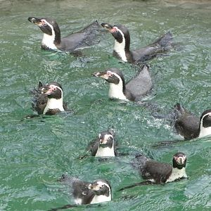 Humboldt Penguins, 2nd October 2025
