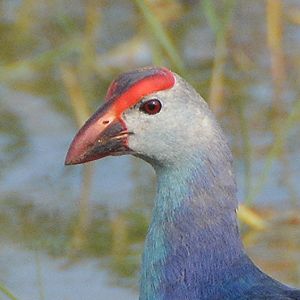 Purple swamphen