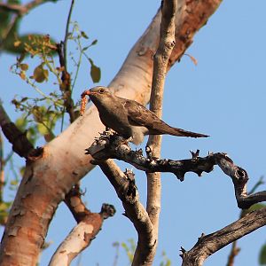 Pallid Cuckoo (Cacomantis pallidus)