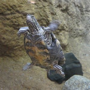 Graptemys nigrinoda subspecies ID?