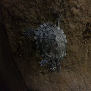 Graptemys nigrinoda subspecies ID?