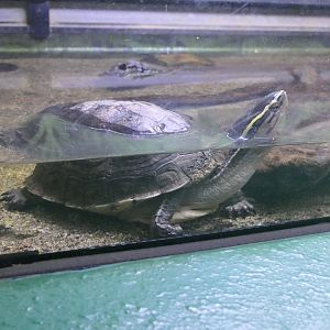 Cuora species/subspecies ID?