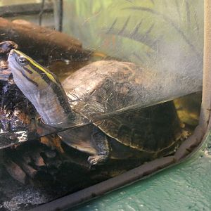 Cuora species/subspecies ID?