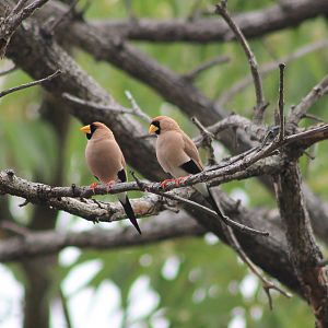 Masked Finches (Poephila personata)