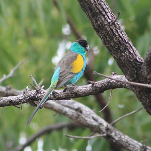 Hooded Parrot (Psephotus dissimilis)