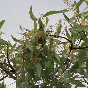 Varied Lorikeet (Psitteuteles versicolor)