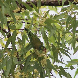 Varied Lorikeet (Psitteuteles versicolor)