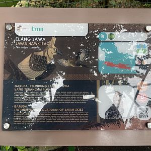 greater sunda - javan hawk-eagle signage (1) - taman burung