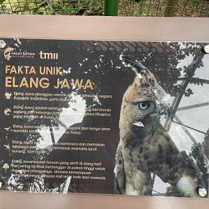 greater sunda - javan hawk-eagle signage (2) - taman burung