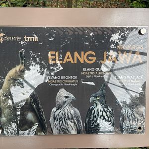 greater sunda - javan hawk-eagle signage (3) - taman burung