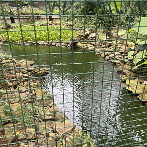 greater sunda - pond in javan hawk-eagle aviary - taman burung