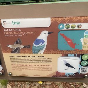 greater sunda - daurian starling signage - taman burung