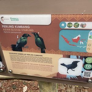 greater sunda - asian glossy starling signage - taman burung