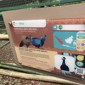 greater sunda - malayan crested fireback signage - taman burung