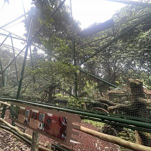 greater sunda - aviary no. 4 - taman burung