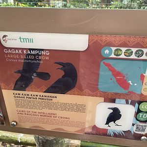 greater sunda - large-billed crow signage - taman burung