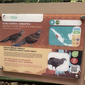 greater sunda - bronze-tailed peacock-pheasant signage - taman burung