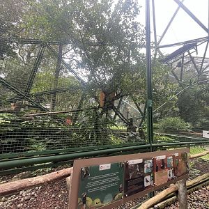 greater sunda - aviary no. 6 - taman burung