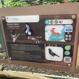 greater sunda - common myna signage - taman burung