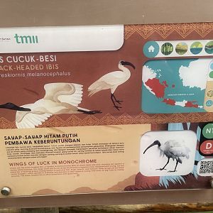 greater sunda - black-headed ibis signage - taman burung