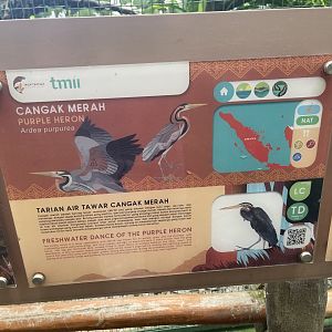 greater sunda - purple heron signage - taman burung