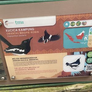 greater sunda - oriental magpie-robin signage - taman burung