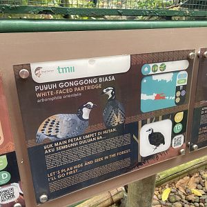 greater sunda - white-faced partridge signage - taman burung