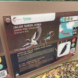 greater sunda - javan pied myna signage - taman burung