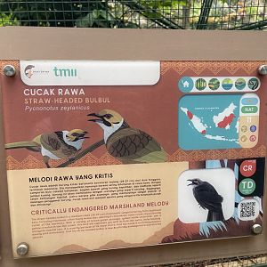 greater sunda - straw-headed bulbul signage - taman burung