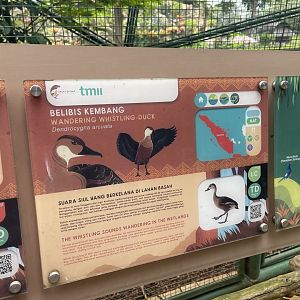 greater sunda - wandering whistling duck signage - taman burung