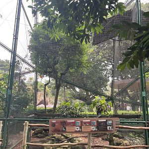 greater sunda - aviary no. 17 - taman burung