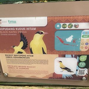 greater sunda - black-naped oriole signage - taman burung