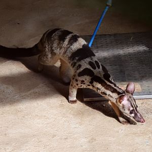 Owston's Civet (Chrotogale owstoni)