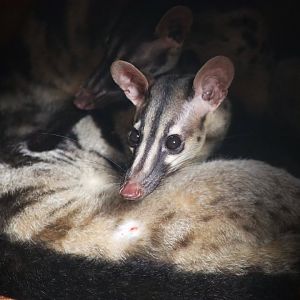 Owston's Civet (Chrotogale owstoni)