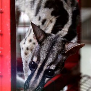 Owston's Civet (Chrotogale owstoni)