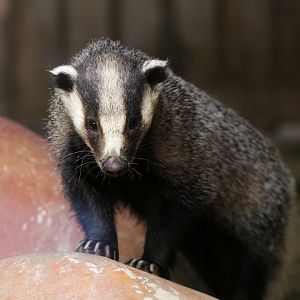 Asian Badger (Meles leucurus)