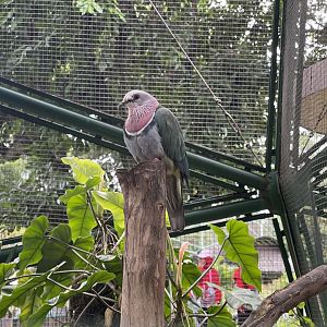 greater sunda - pink-headed fruit dove (ptilinopus porphyreus) - taman burung