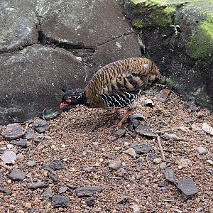 greater sunda - red-billed partridge (arborophila rubrirostris) - taman burung