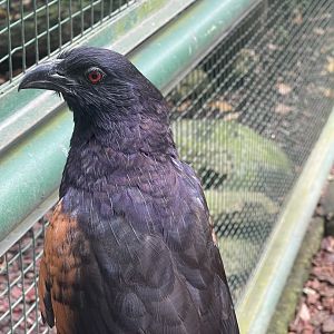 greater sunda - sunda coucal (centropus nigrorufus) - taman burung