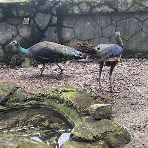 greater sunda - green peafowl (pavo muticus) - taman burung