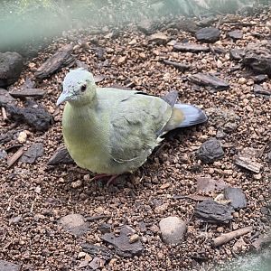 greater sunda - pink-necked green pigeon (treron vernans) - taman burung
