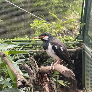 greater sunda - javan pied myna (gracupica jalla) - taman burung