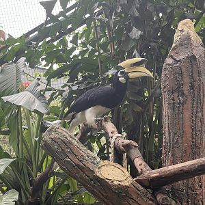 greater sunda - oriental pied hornbill (anthracoceros albirostris) - taman burung
